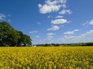 Brampton Abbots view taken by Rosemary